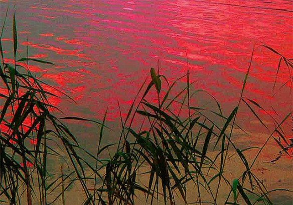 Reed and Red by Per Ola Wiberg ~ powi on flickr.com